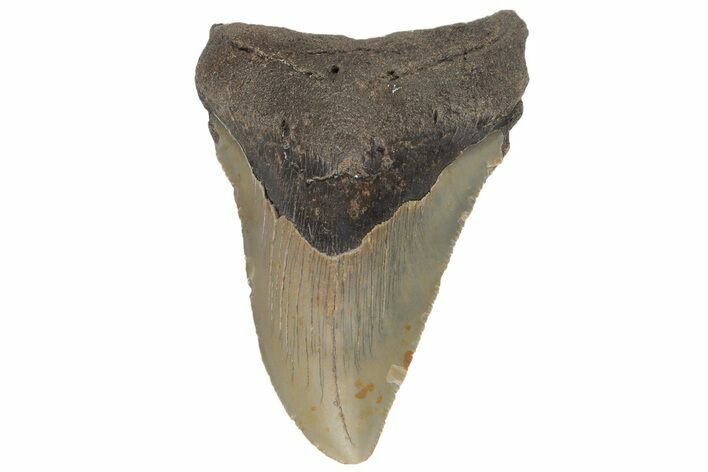 Fossil Megalodon Tooth - North Carolina #219359